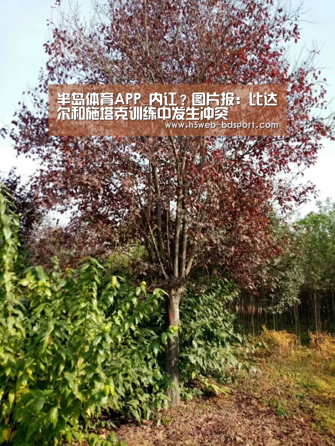 半岛体育APP_内讧?图片报:比达尔和施塔克训练中发生冲突(图1) 半岛体育娱乐